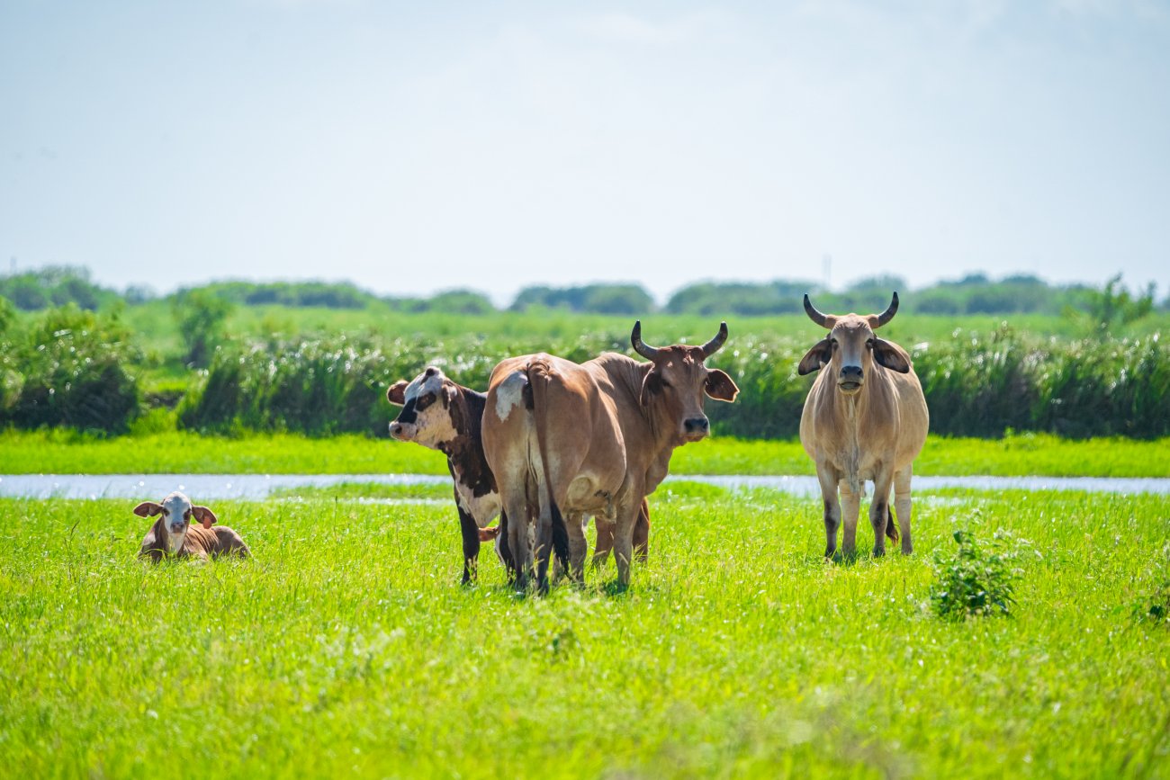12-cows