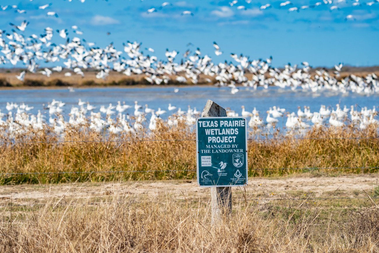 2-geese-with-sign