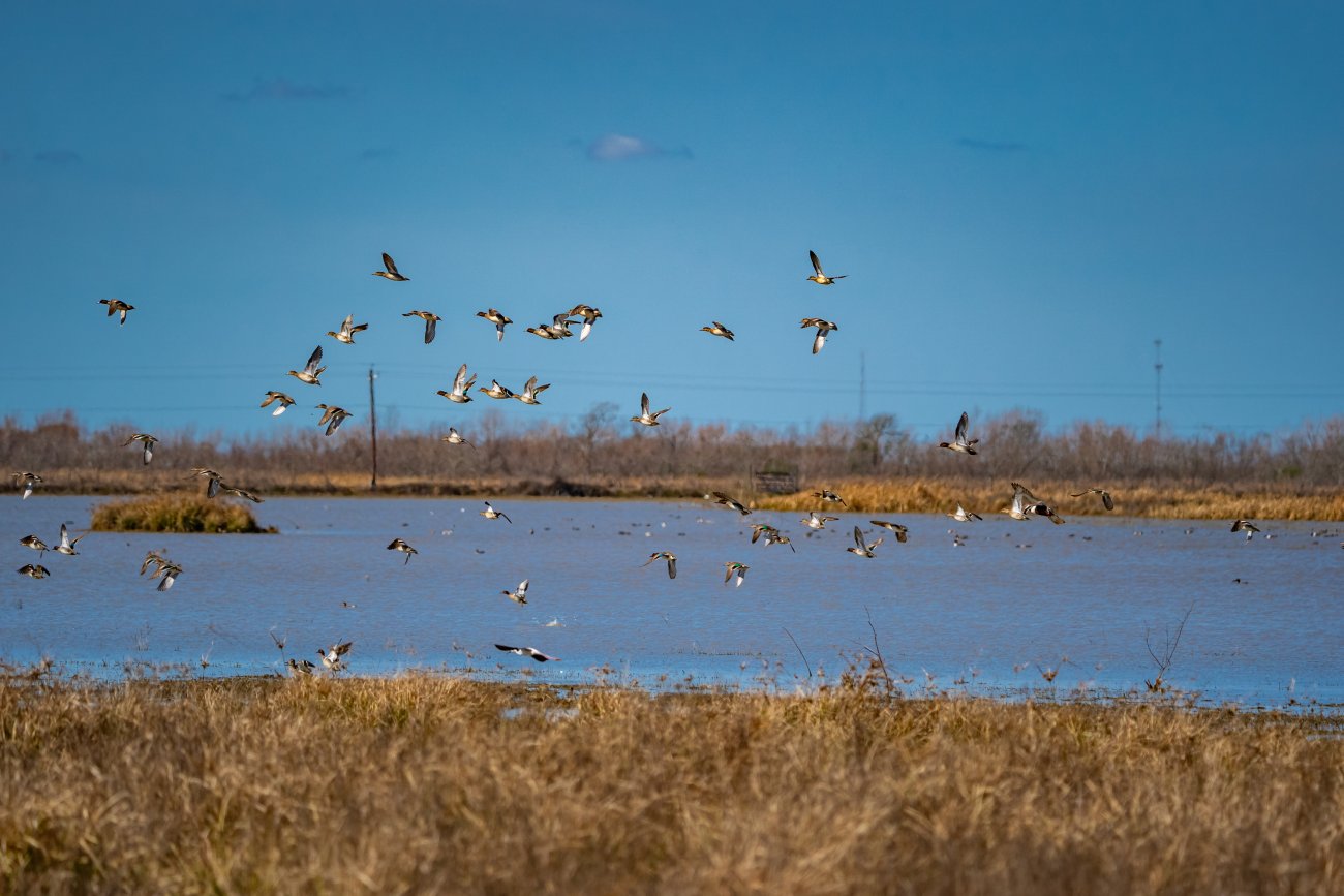 3-duck-in-flight