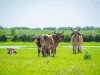 12-cows