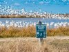 2-geese-with-sign