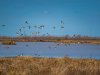 3-duck-in-flight