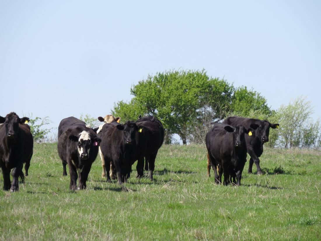 Packwood Ranch - Hill County - Limestone County - Waco - Cattle Ranch - Hunting Ranch - Republic Ranches - Bryan Pickens - Texas - 41 of 58 (1)