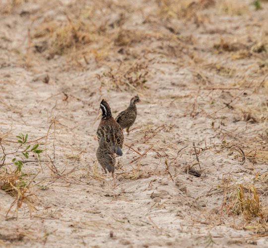 Baby-quail-on-sand
