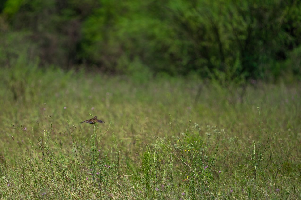 9-quail