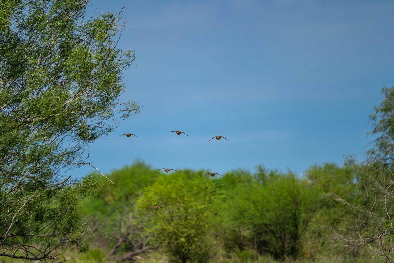 4-quail-in-flight
