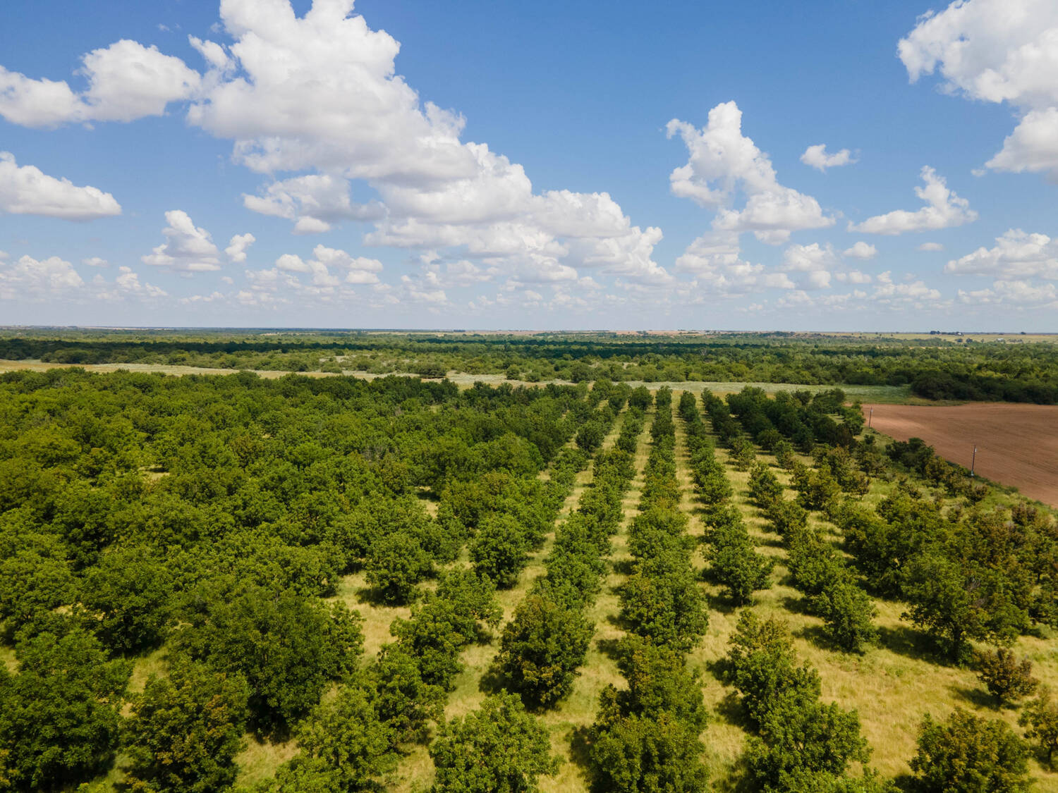 The-Pecan-Tract-Clay-County-Pecan-Orchard-Hunting-Ranch-TX-Republic-Ranches-Bryan-Pickens-10-of-15