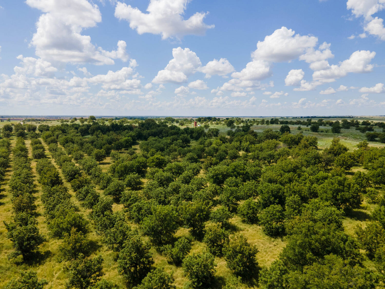 The-Pecan-Tract-Clay-County-Pecan-Orchard-Hunting-Ranch-TX-Republic-Ranches-Bryan-Pickens-11-of-15