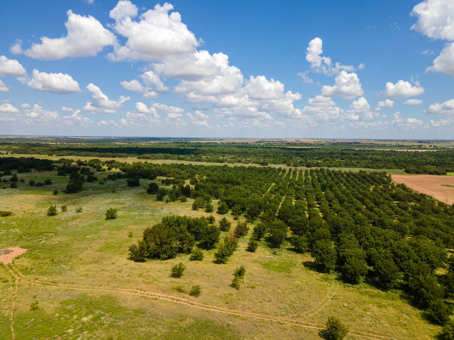 The-Pecan-Tract-Clay-County-Pecan-Orchard-Hunting-Ranch-TX-Republic-Ranches-Bryan-Pickens-13-of-15