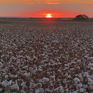 cotton-sunset-2