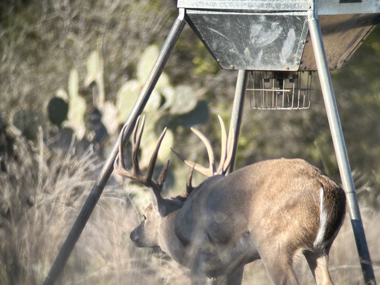 Buck-2024-641 Buck-2024-641