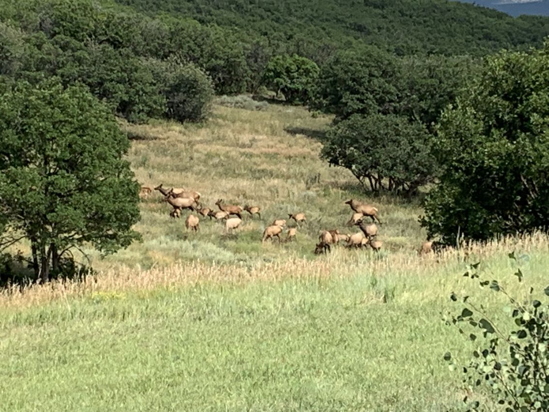 Elk-Herd-1-Ragged-Mountain-Ranch-Colorado