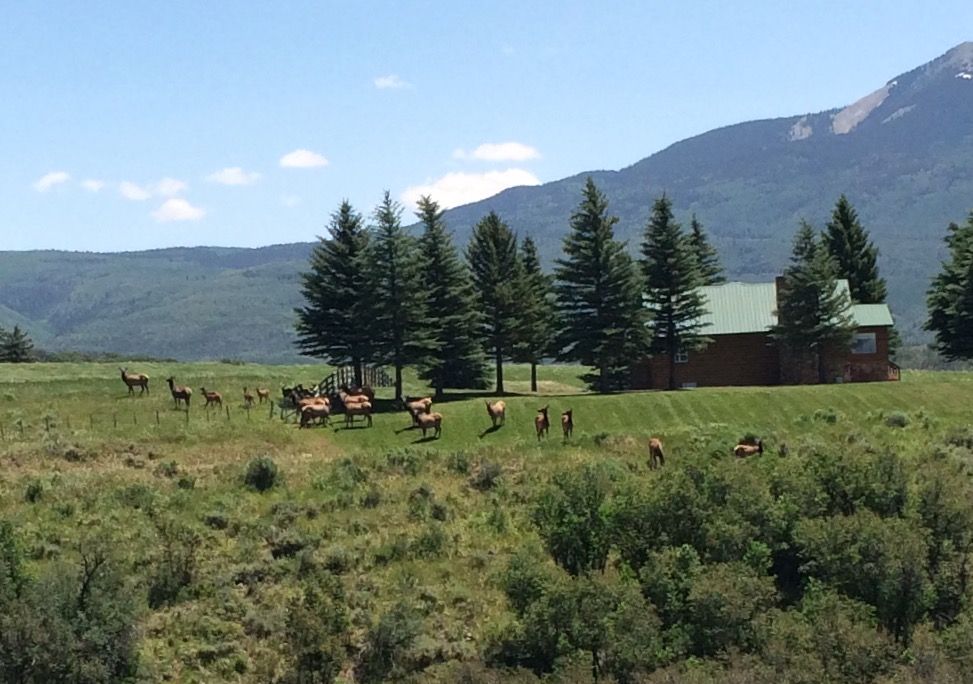Elk-in-the-Yard-Ragged-Mountain-Ranch-Colorado