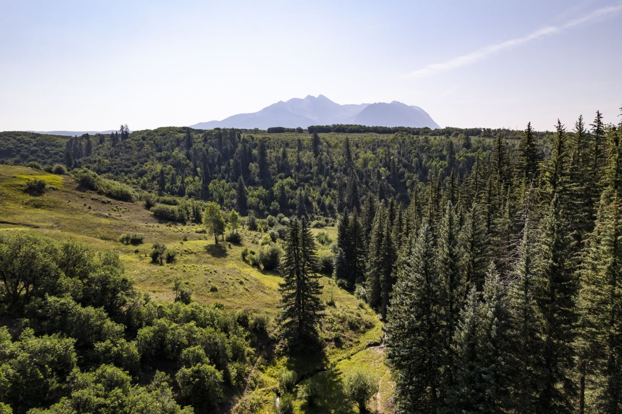 Pine-Trees-McClure-Pass-Colorado-Ragged-Mountain-Ranch