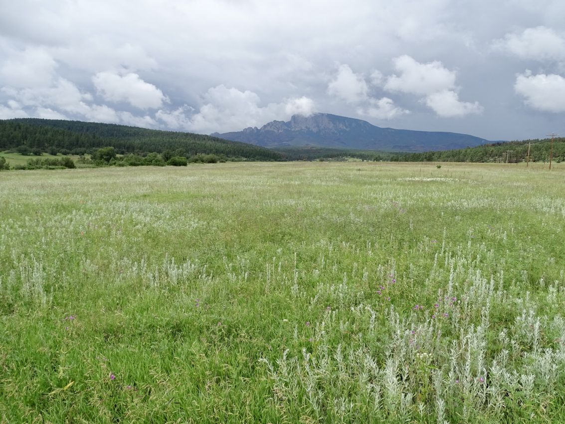 big-green-meadow-rainy-new-mexico-rancho-san-ignacio