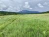 green-meadow-atv-peak-upper-sapello-brush-new-mexico-rancho-san-ignacio