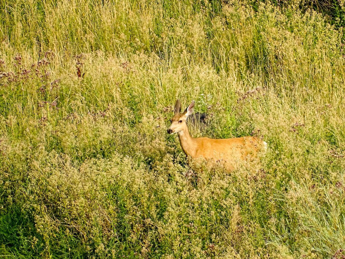 Mule-Deer-riverside-wildlife-Colorado-Rio-Grande-Del-Norte-Ranch