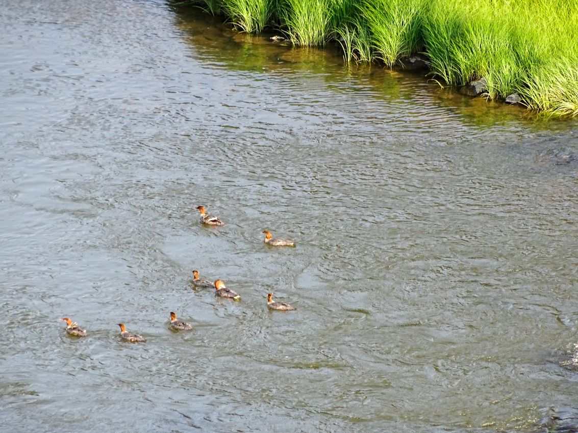 ducks-on-water-riverside-Colorado-Rio-Grande-Del-Norte-Ranch