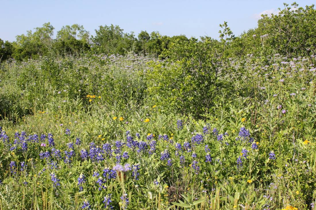 Bluebonnets in foreground