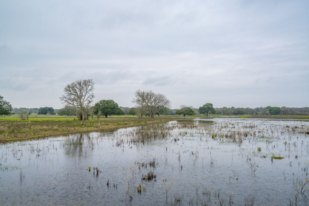 8.-duck-wetland