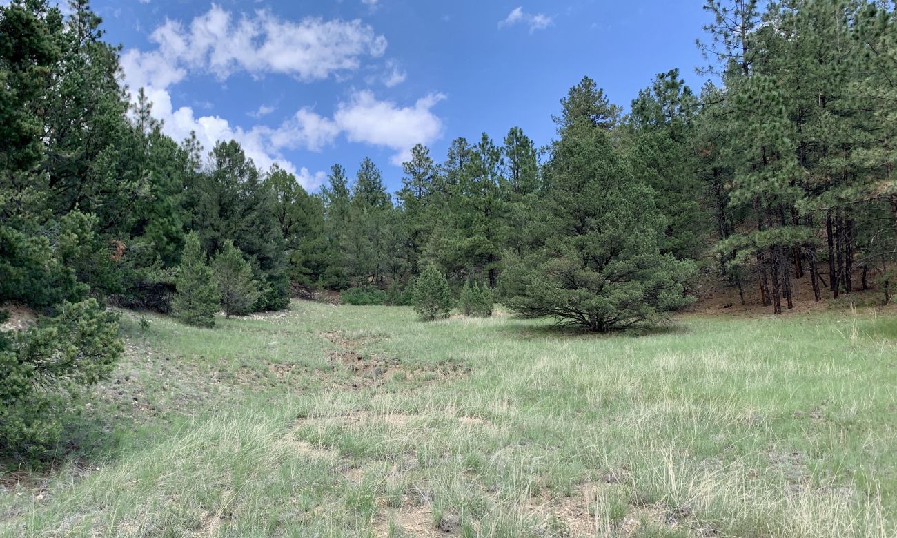 canyon-meadow-to-trees-new-mexico-romero-hills-ranch