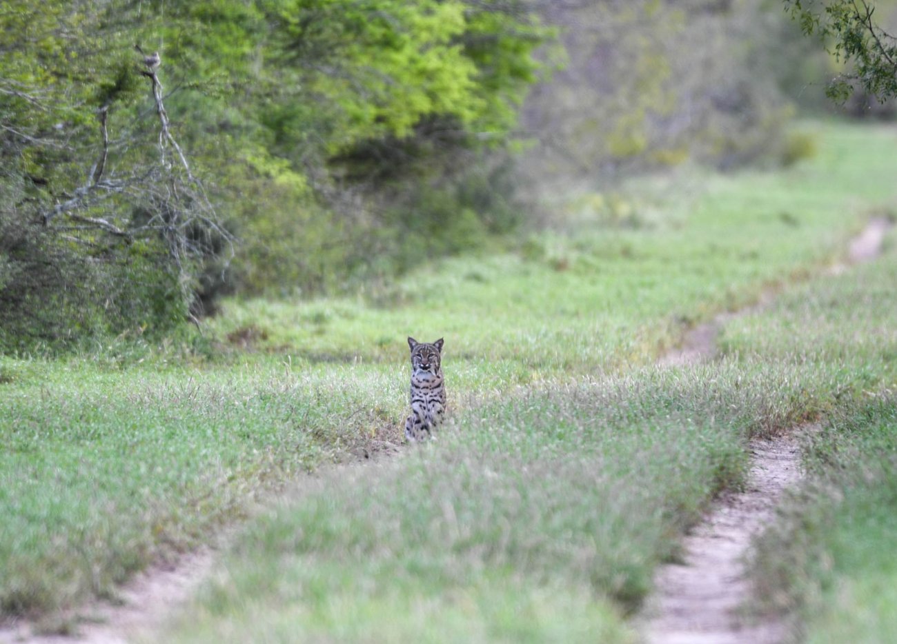 35.1-Cat-Xing 35.1-Cat-Xing