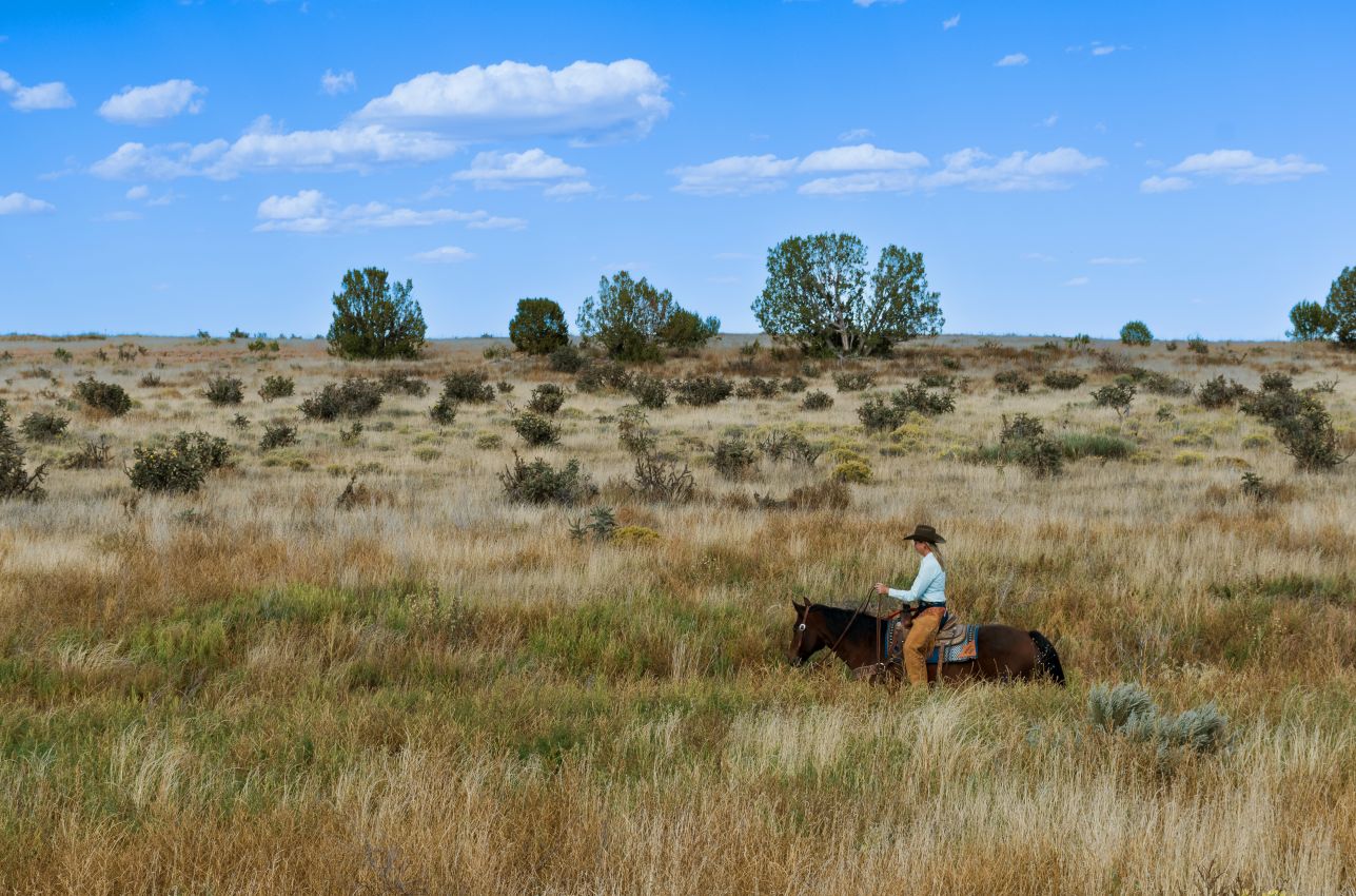 deep-grass-colorado-saddoris-ranch-east