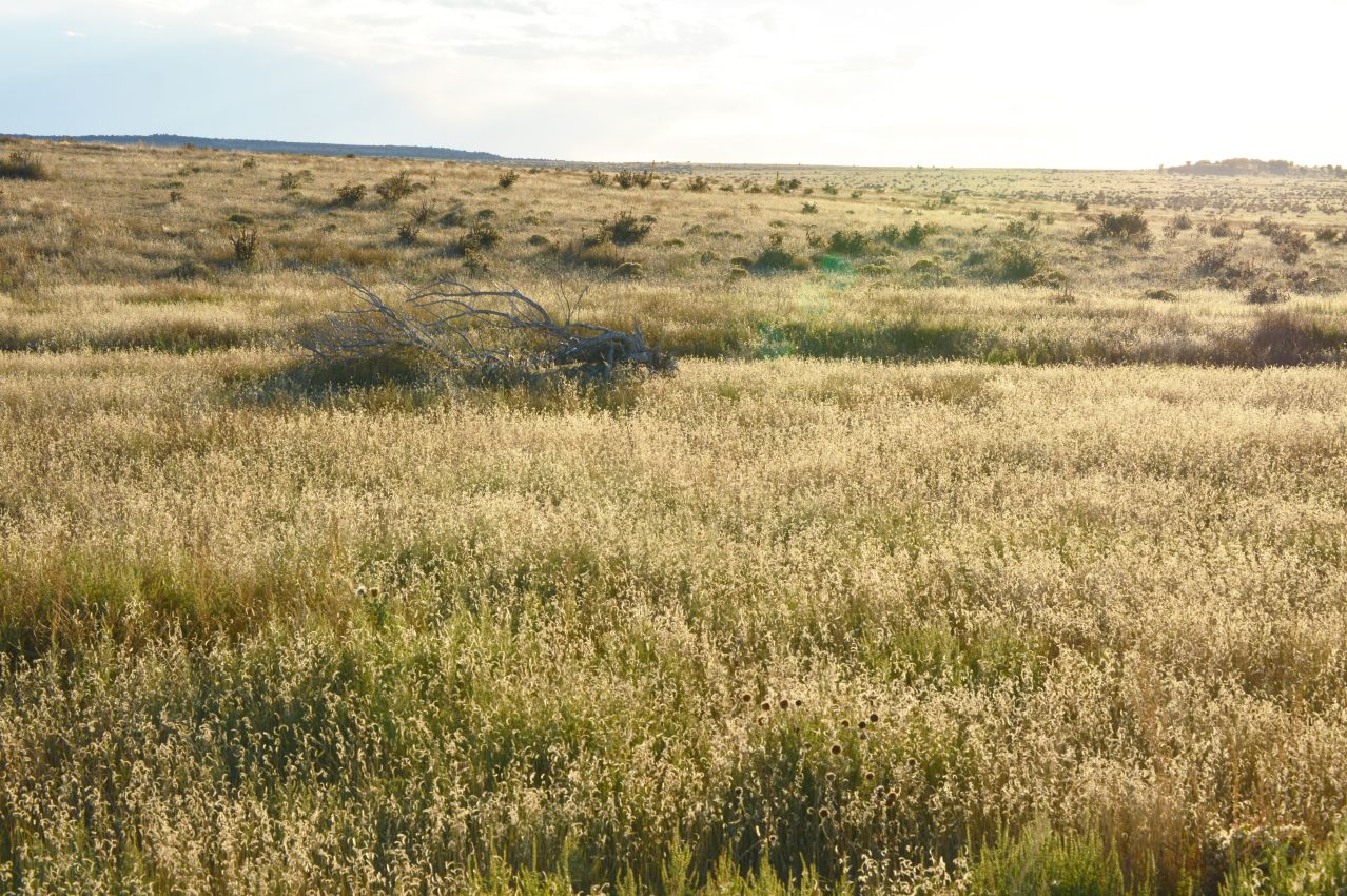 grassy-bottom-along-pintada-creek-drainage-colorado-saddoris-ranch-east