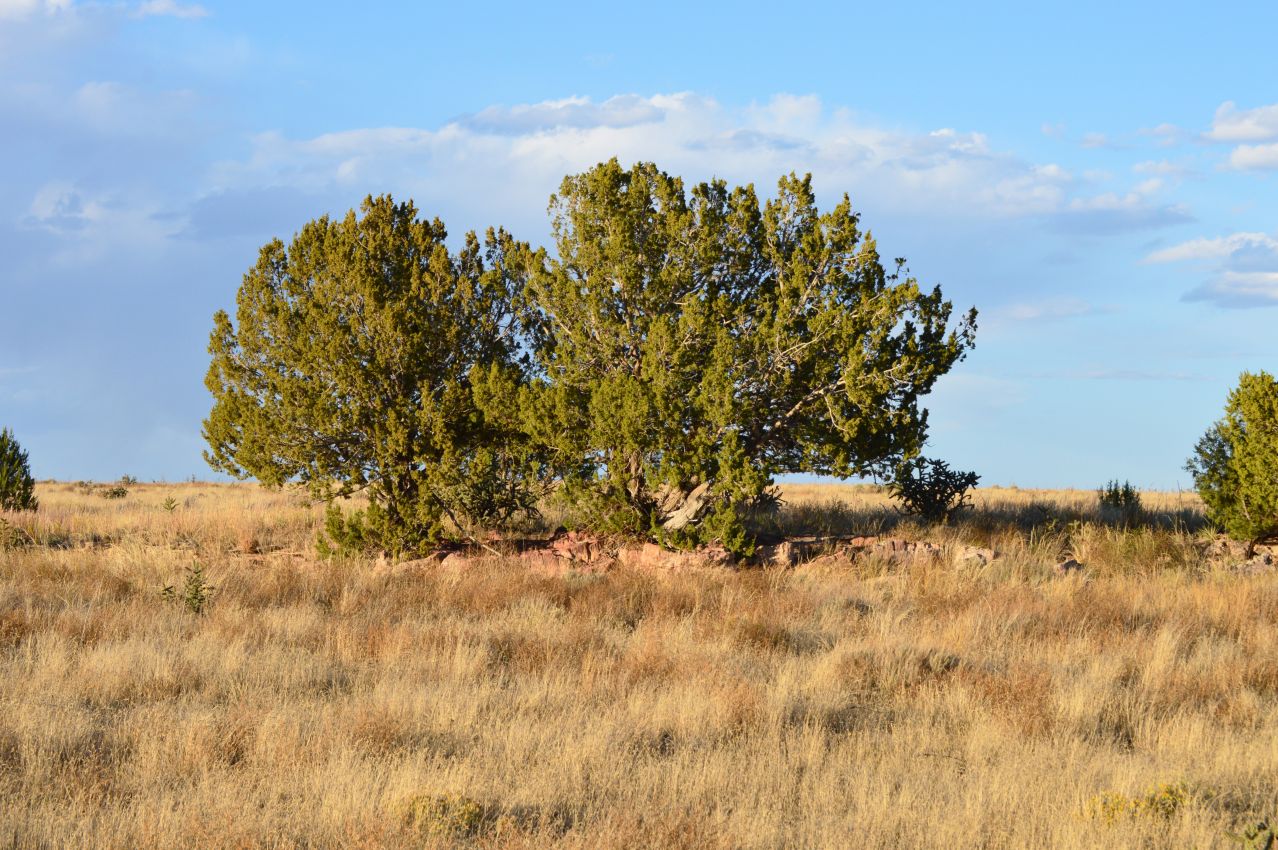 juniper-and-rocks-colorado-saddoris-ranch-east