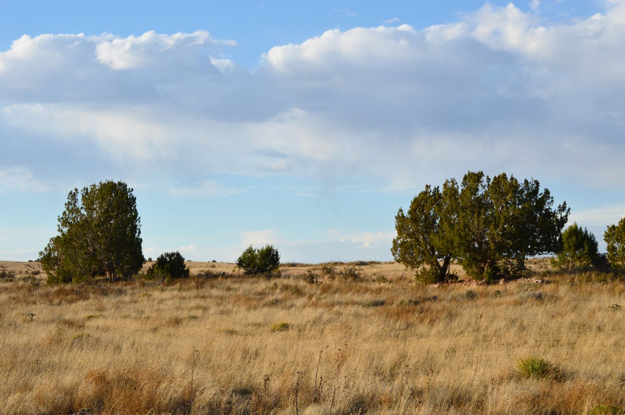 juniper-trees-on-the-north-side-colorado-saddoris-ranch-east