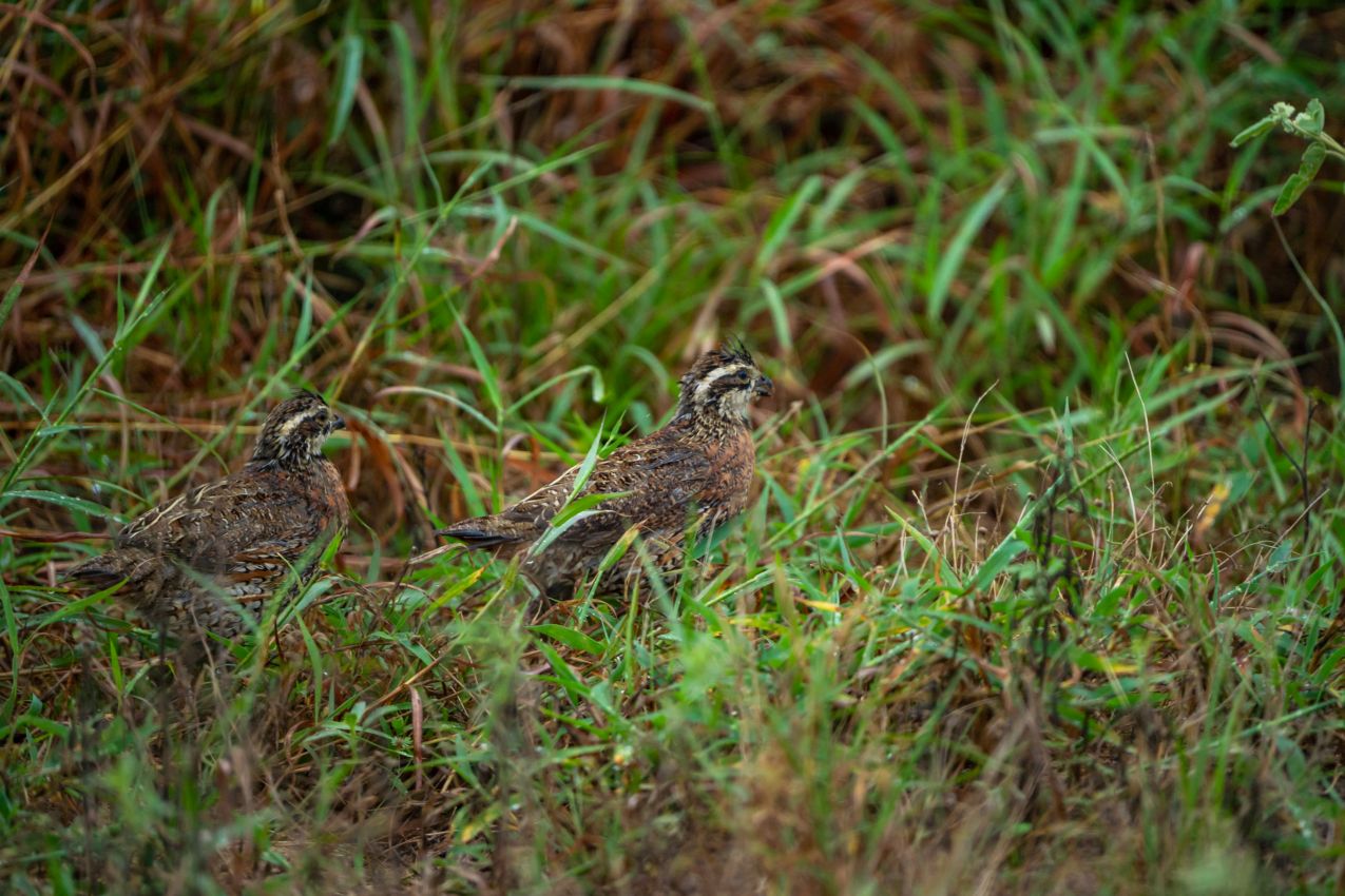 18-wet-quail