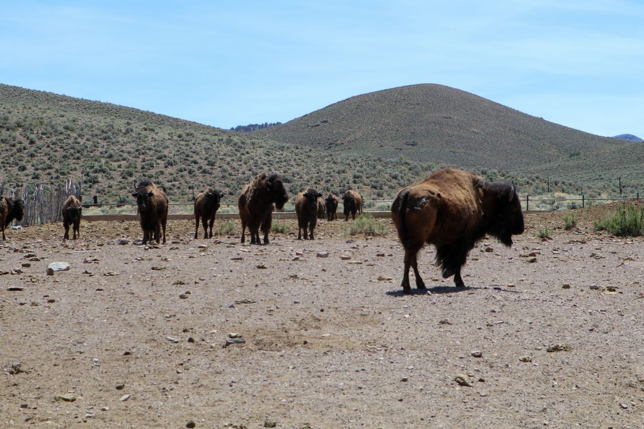buffalo-nevada-smith-creek-ranch