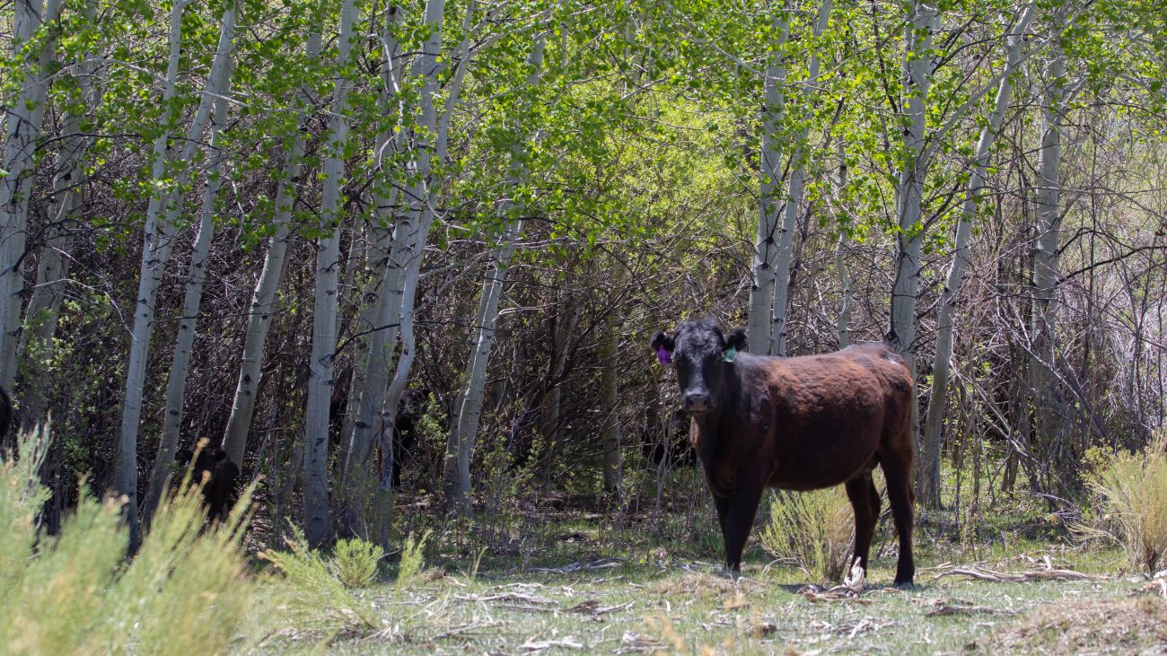 cow-aspens-nevada-smith-creek-ranch