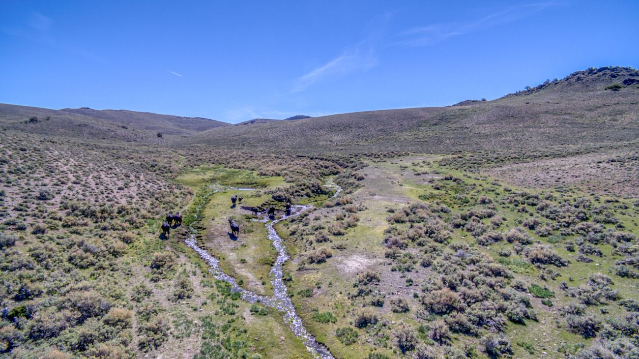 stream-cattle-nevada-smith-creek-ranch