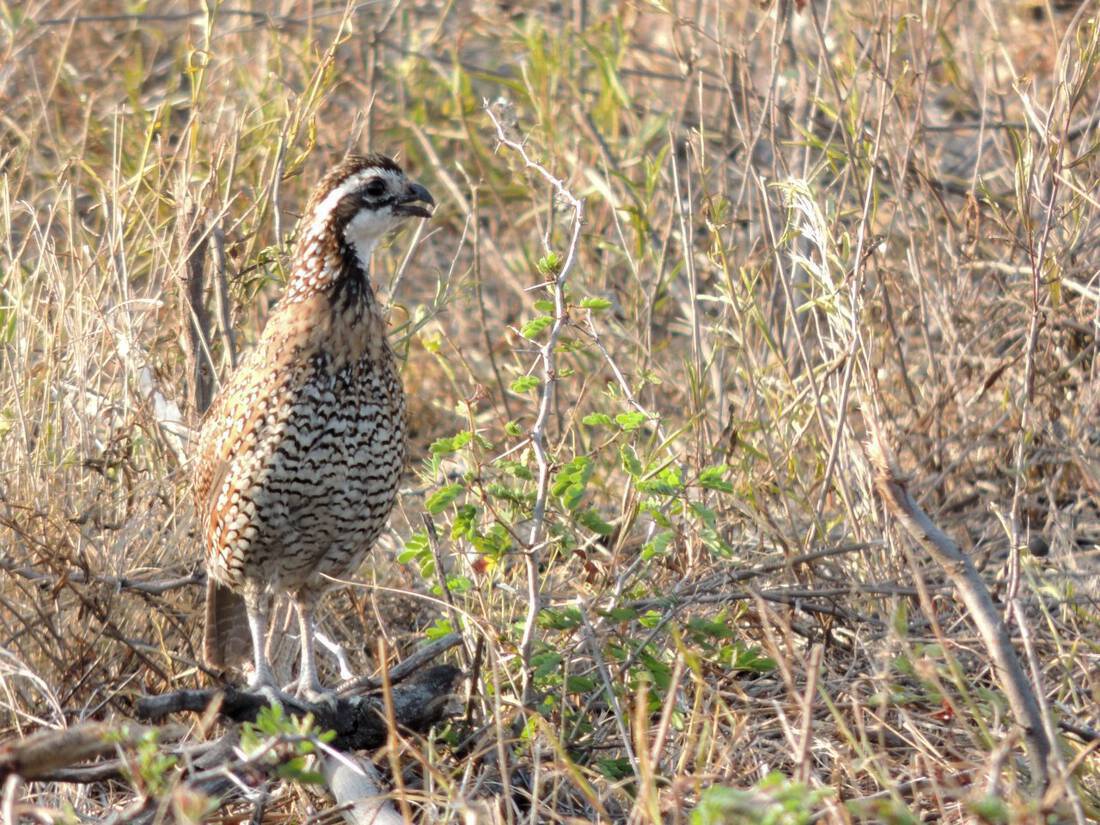 quail DSCN2246c