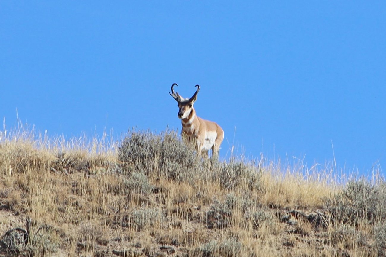 antelope-hunting-wyoming-the-hideout-lodge-guest-ranch