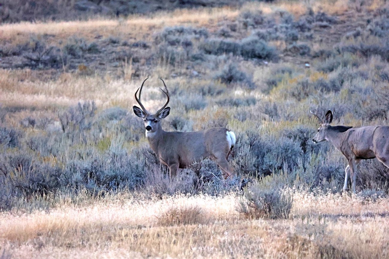 deer-hunting-wyoming-the-hideout-lodge-guest-ranch