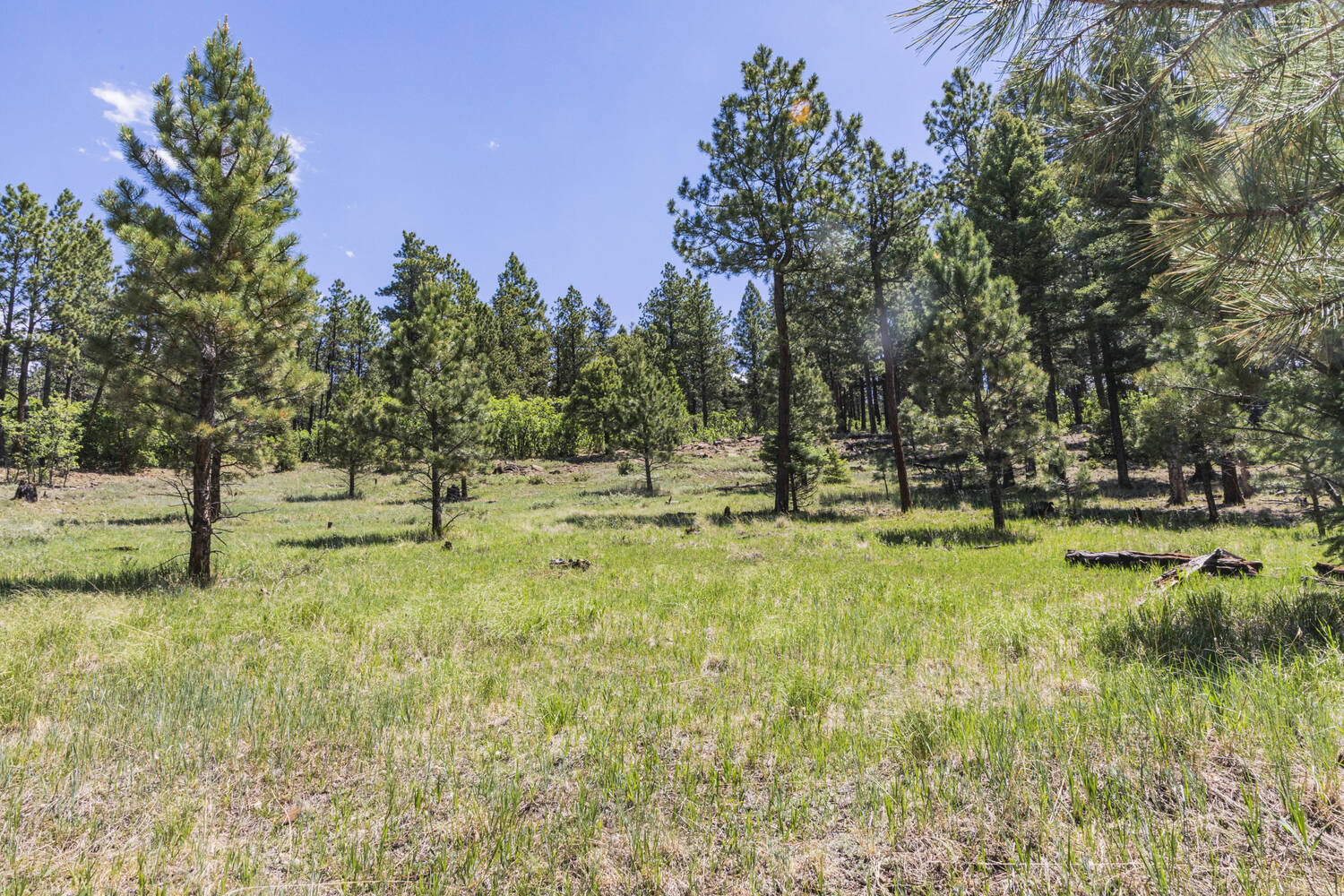 pine-field-new-mexico-angel-fire-ranch