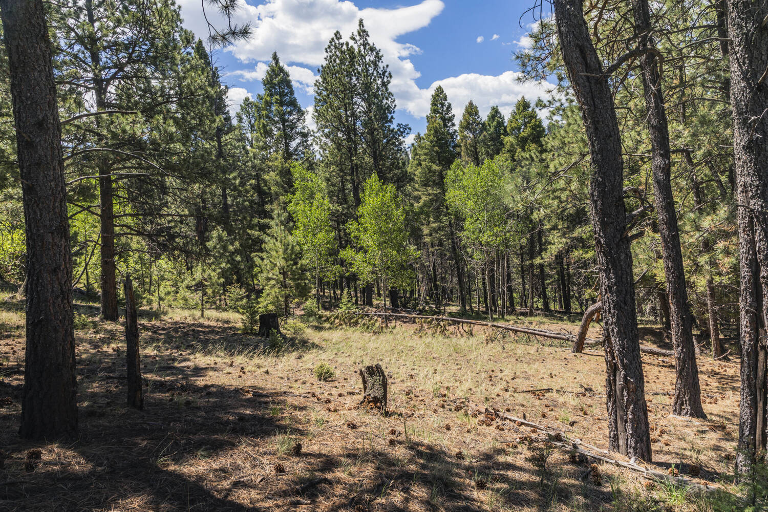 pine-forest-new-mexico-angel-fire-ranch