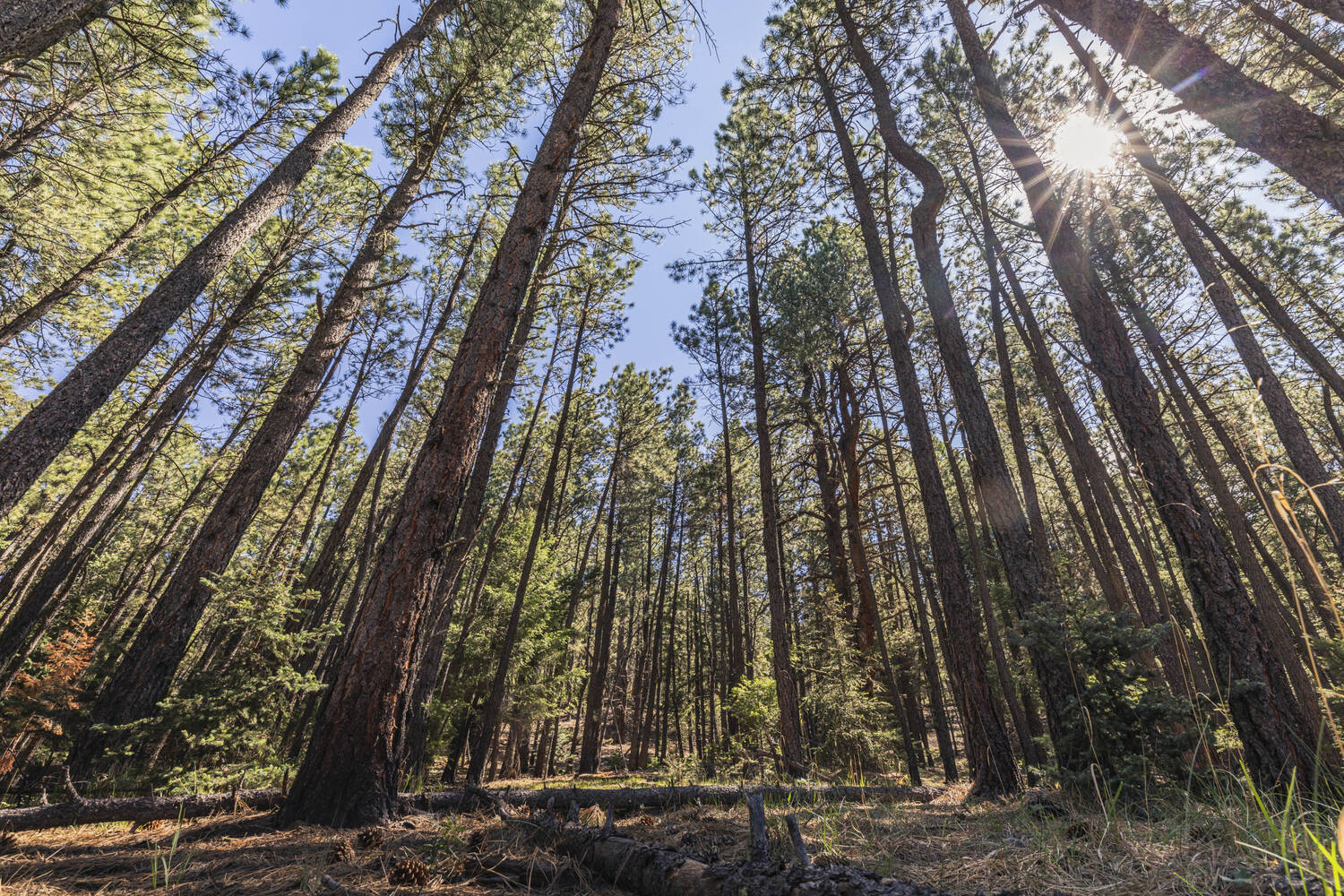sunlit-pines-new-mexico-angel-fire-ranch