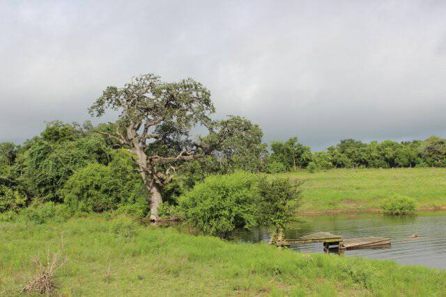 Oaks-tree:pond