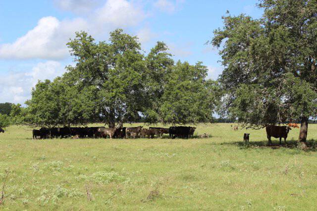 oaks-cows
