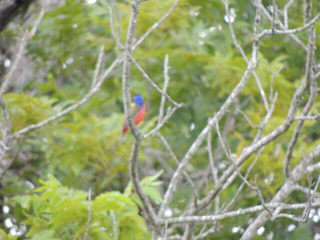 oaks-painted bunting