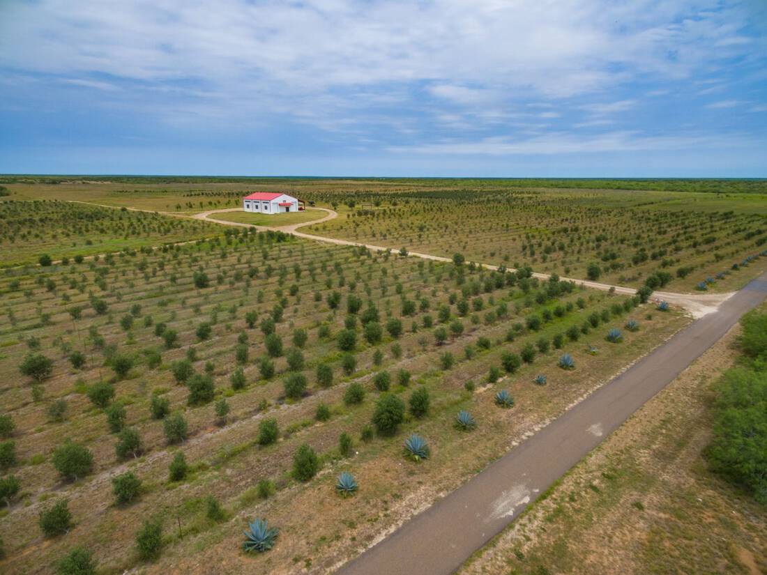 Olive Grove Aerial