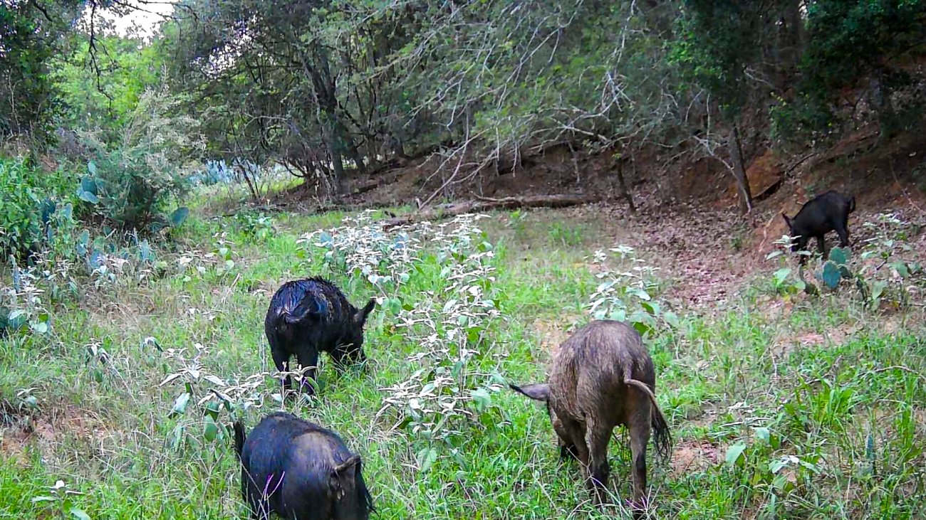 Vr-Ranch-Wildlife-1 Vr-Ranch-Wildlife-1
