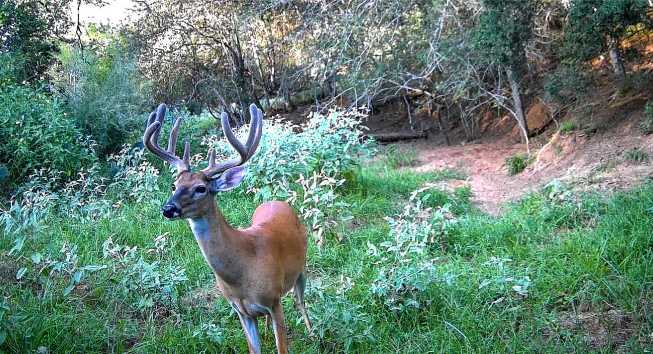 Vr-Ranch-Wildlife-2 Vr-Ranch-Wildlife-2