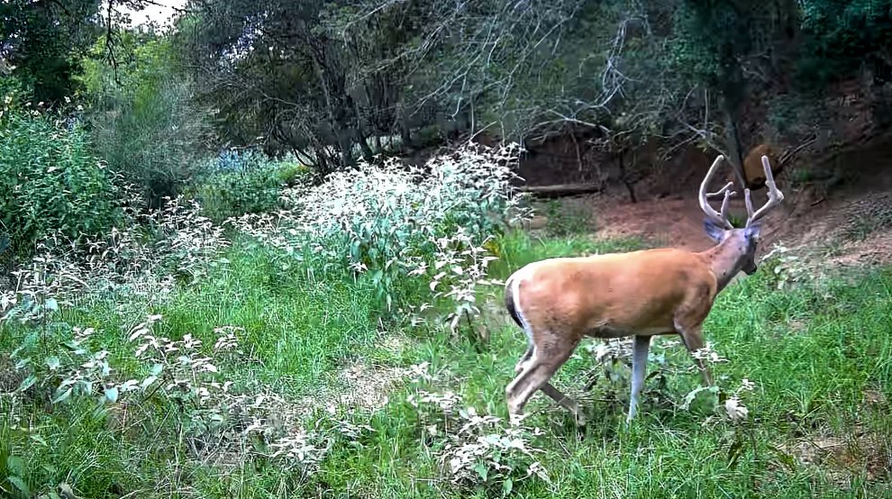 Vr-Ranch-Wildlife-3 Vr-Ranch-Wildlife-3