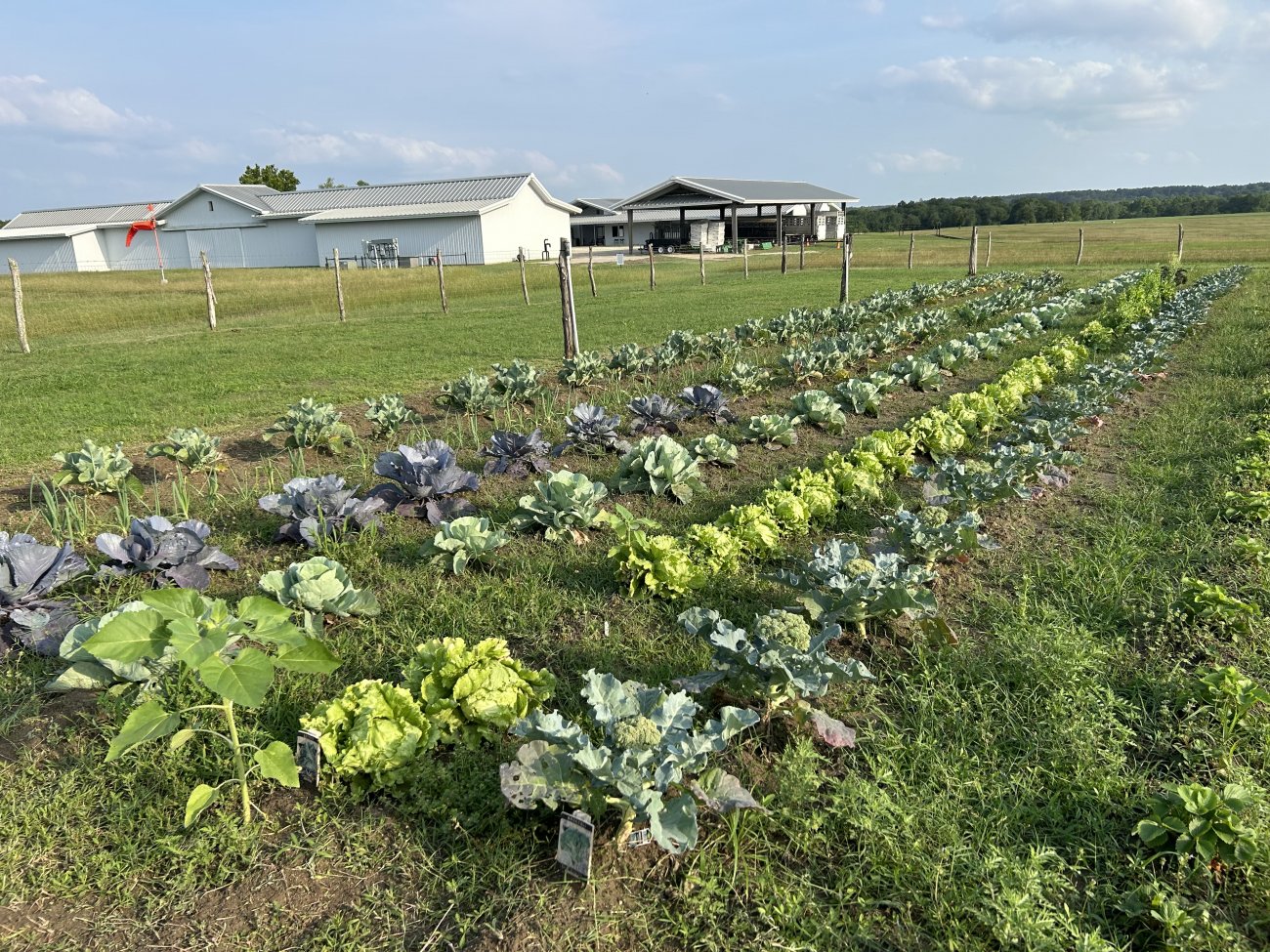10-garden-growing 10-garden-growing
