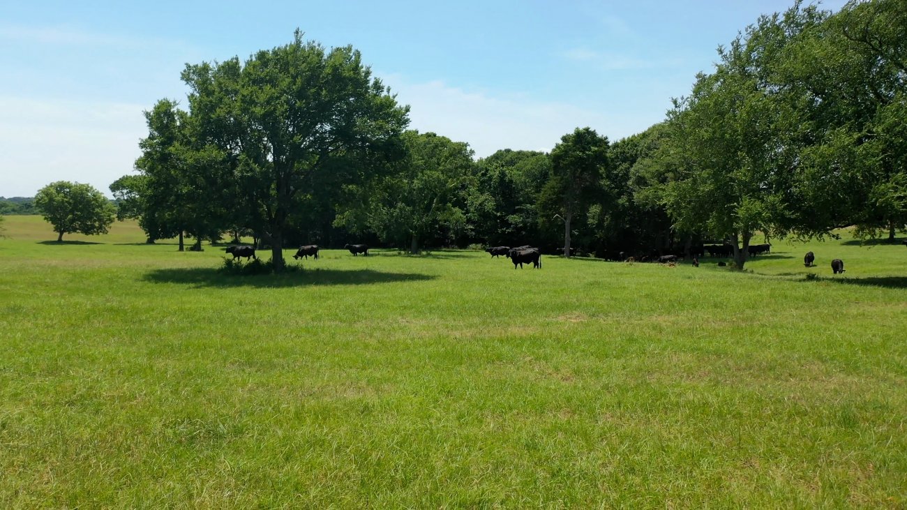15.-cattle 15.-cattle