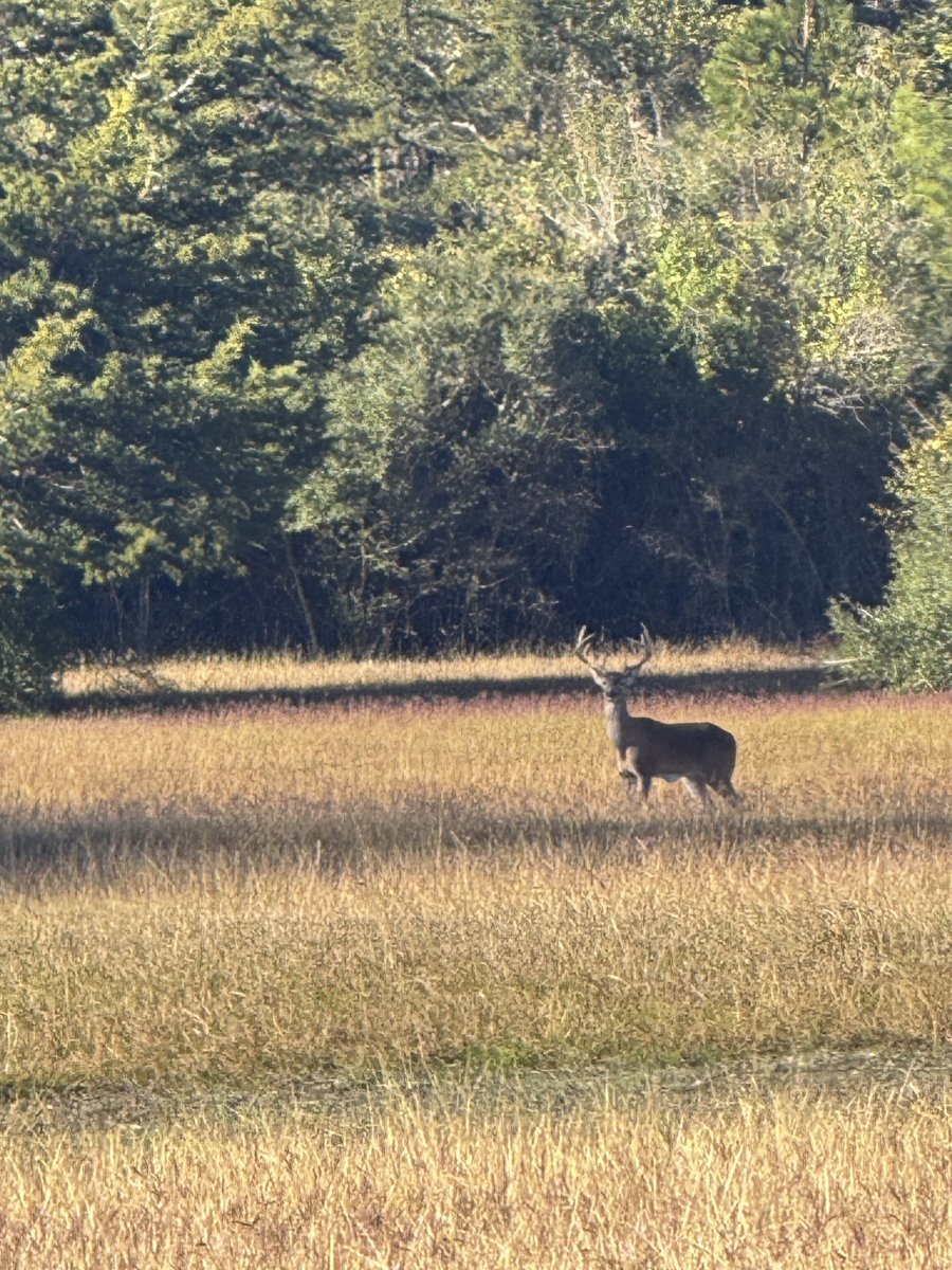 4.5-Deer-photo 4.5-Deer-photo